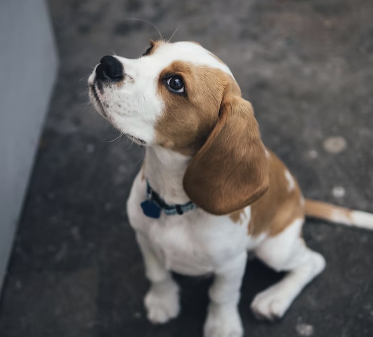 La guarda de la mascota